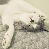 用戶頭像