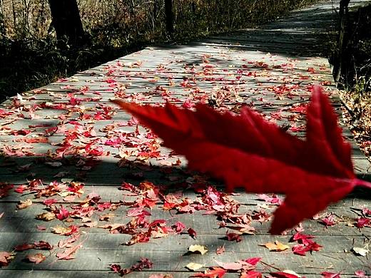 秋（个人主页-ZMjQ0NjIzODQ=） - 风光摄影 - 站酷设计师王十安原创素材 - 站酷ZCOOL