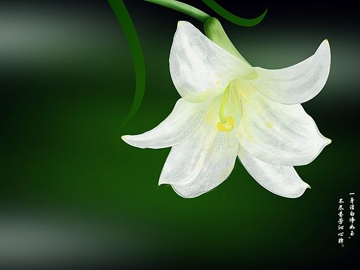 插畫 擬真 超寫實(shí) 百合花（個(gè)人主頁-ZMTM3OTk4OTY=） - 創(chuàng)作習(xí)作 - 站酷設(shè)計(jì)師干了這碗像素原創(chuàng)素材 - 站酷ZCOOL