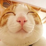 郑顺顺的头像