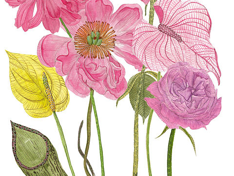 火鶴花（個人主頁-ZMzE4MjQ4ODg=） - 商業(yè)插畫 - 站酷設計師Melissa宛宛原創(chuàng)素材 - 站酷ZCOOL