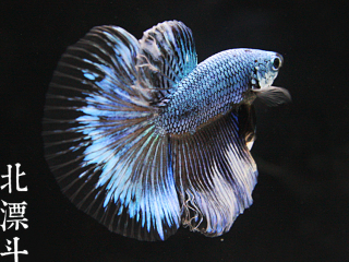 北漂斗鱼coldbluesd冷蓝色龙鳞鬼面三角尾半月