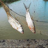 yupengf的头像