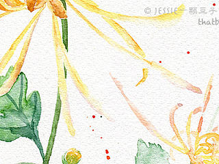 水彩插画——菊花