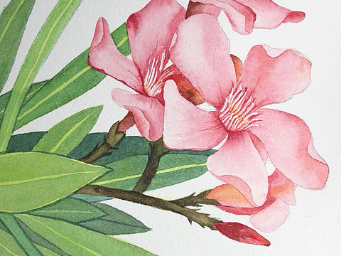 水彩画花卉一支夹竹桃