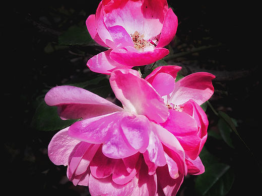 柔美月季（个人主页-ZMTg4NTExOTI=） - 风光摄影 - 站酷设计师汤尼陈原创素材 - 站酷ZCOOL