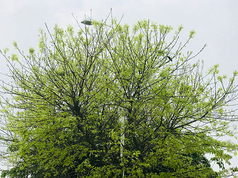 【海口，初春，】（个人主页-ZMjY1OTA1MjA=） - 人文/纪实摄影 - 站酷设计师海岛日记晓玉原创素材 - 站酷ZCOOL