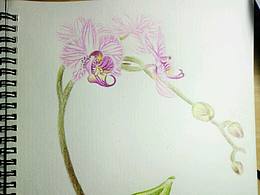 花卉