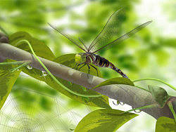 雨后蜻蜓（个人主页-ZODY5MjQ4） - 其他三维 - 站酷设计师ss394原创素材 - 站酷ZCOOL