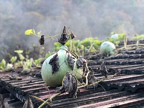走遍中国_本溪宽甸