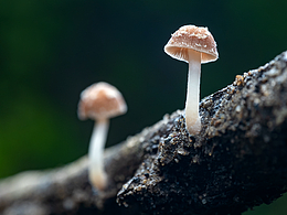 微距(菇菌)