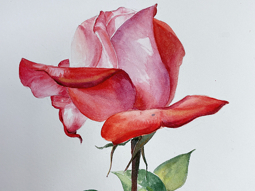 水彩 |一枝月季