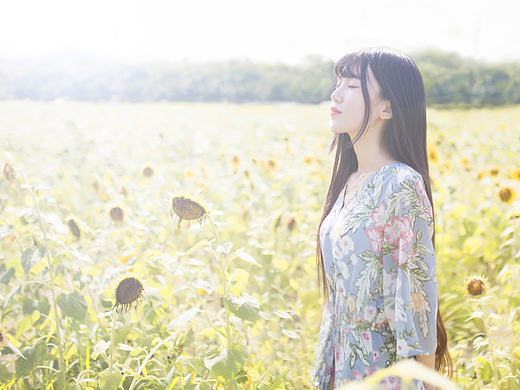  Helianthus向日葵