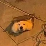 燕大壮狗的头像