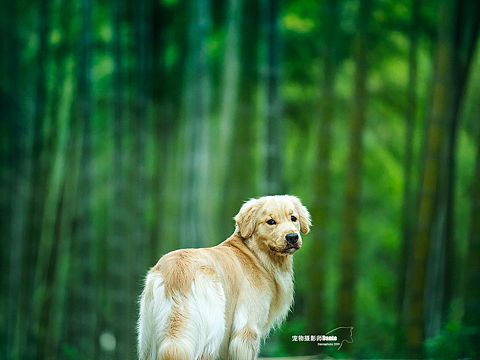 心心念的莫干山竹林