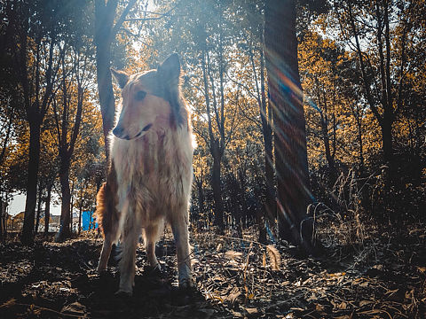 溜达随拍（个人主页-ZMjYwNTEzMTI=） - 宠物摄影 - 站酷设计师s灬e原创素材 - 站酷ZCOOL