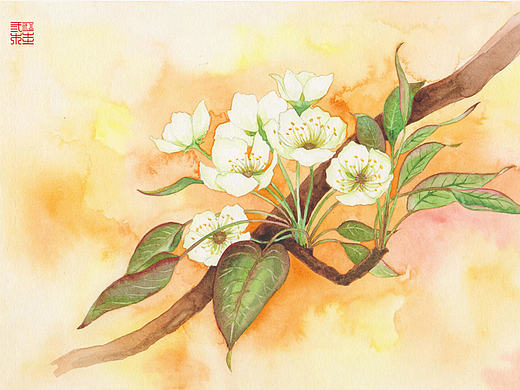 《二十四番花信风》水彩花卉绘画技法——李花篇