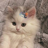 企鹅怕冷的头像