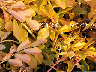 秋日私語（個(gè)人主頁-ZNTk4ODk4MA==） - 風(fēng)光攝影 - 站酷設(shè)計(jì)師米果migour原創(chuàng)素材 - 站酷ZCOOL