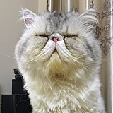秋官josh的头像