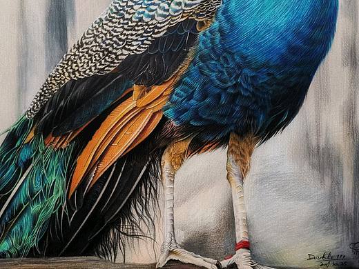 彩铅画《孔雀》