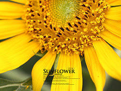 《向日葵的纹样》