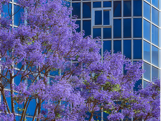 藍花楹（個人主頁-ZNTk2MDU3OTY=） - 風(fēng)光攝影 - 站酷設(shè)計師kewell_24原創(chuàng)素材 - 站酷ZCOOL