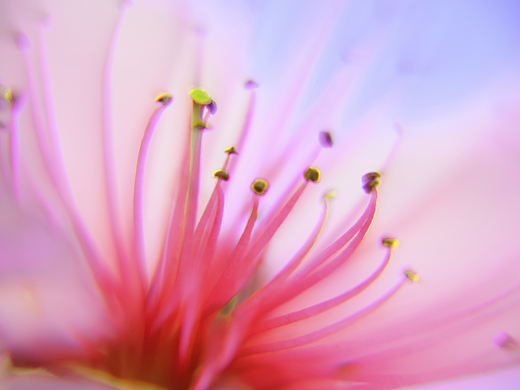 美艳桃花
