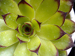 我家美丽的多肉植物