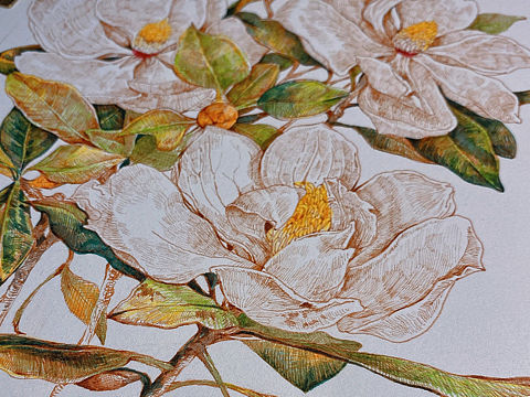 蘸水笔针管笔｜广玉兰