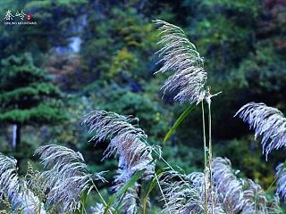 秦嶺深處（個(gè)人主頁-ZNjg3MTk0NA==） - 風(fēng)光攝影 - 站酷設(shè)計(jì)師T_Lynn原創(chuàng)素材 - 站酷ZCOOL
