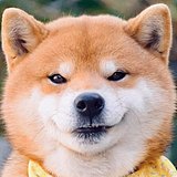 进击的阿木木的头像