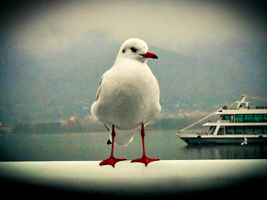 谁喂海鸥跟喂鸡似的（个人主页-ZNjc0MjAxOTI=） - 风光摄影 - 站酷设计师吴居山原创素材 - 站酷ZCOOL