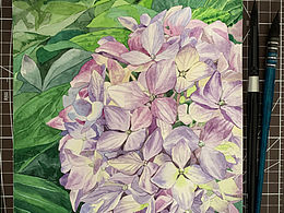 绣球花