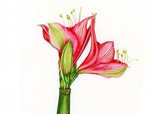 超写实手绘水彩植物花卉