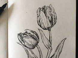 闲来小画之郁金香