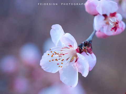 『摄影』春意盎然~奥森公园