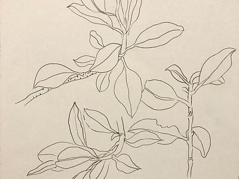 树叶线描