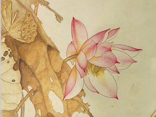 一朵芙蕖，开过尚盈盈。