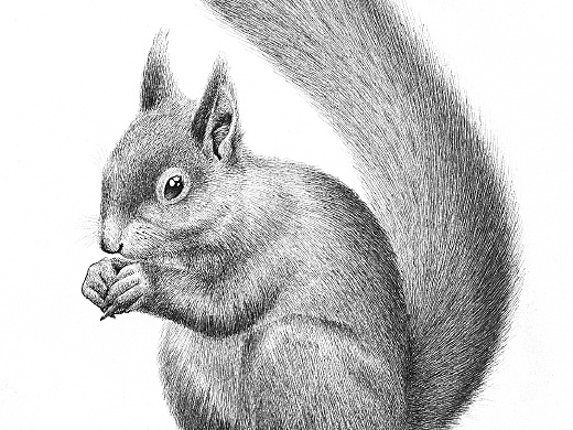 一组钢笔插画