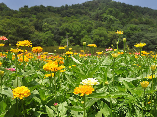 摄丨2016年浙江-江山西山花海