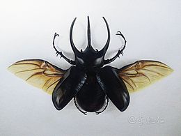 李胜仁画――大兜虫