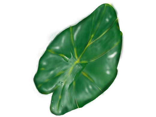 乡村路边野芋叶