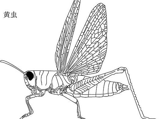 蝗虫