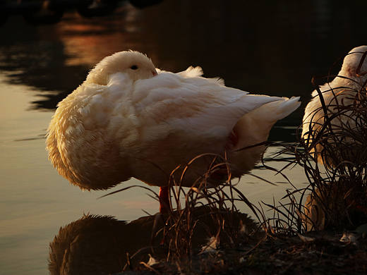 摄影作品（个人主页-ZNDc4MzA0MzI=） - 人文/纪实摄影 - 站酷设计师果子爱吃果子原创素材 - 站酷ZCOOL