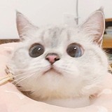 西瓜_不甜不要钱的头像