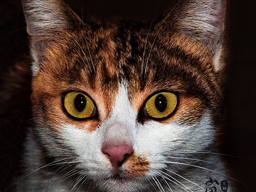 🐱