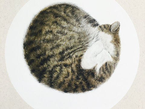 晒猫