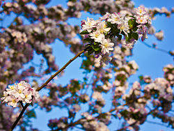 赶在春天的末班车上，跟大家分享这些花儿。（个人主页-ZMTI4NTYzMg==） - 风光摄影 - 站酷设计师popmaoer原创素材 - 站酷ZCOOL