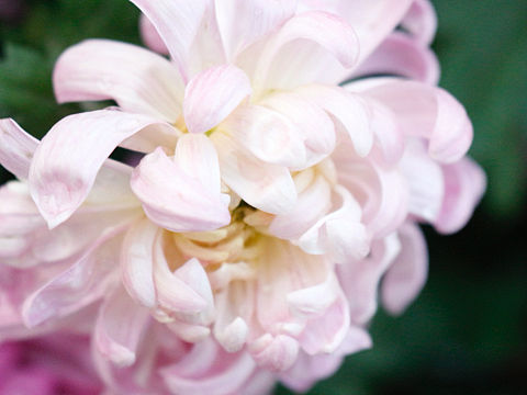 菊（个人主页-ZMjUwMjU4NDQ=） - 产品摄影 - 站酷设计师journey19940原创素材 - 站酷ZCOOL